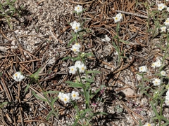 Oreocarya flavoculata