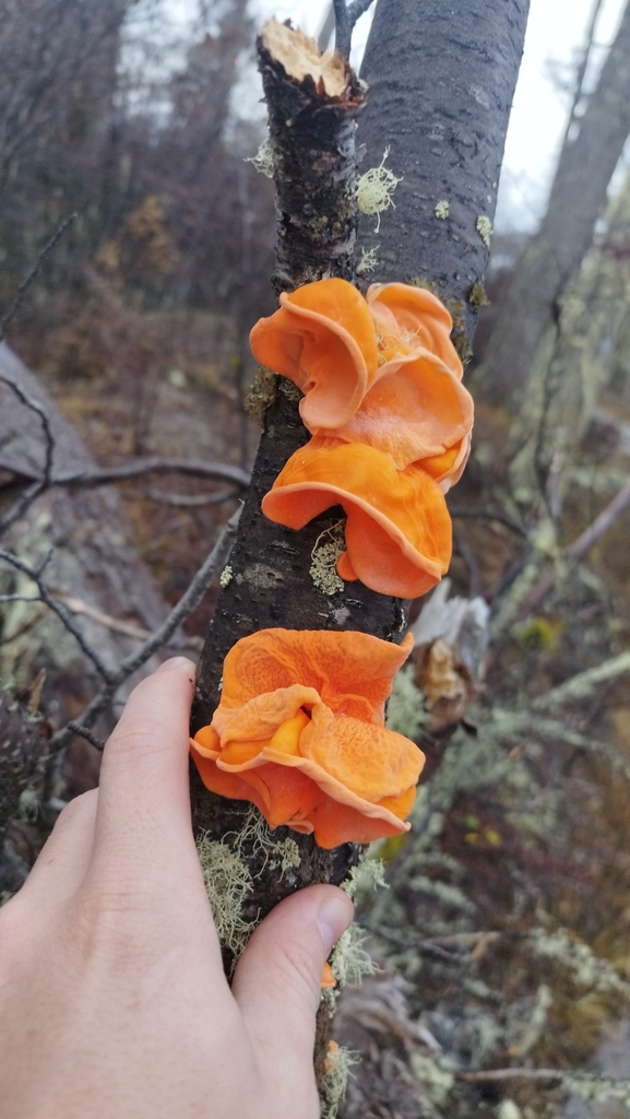 Gloeosoma vitellinum · May 2024 · photo: © fede_munoz (iNaturalist, cc0)