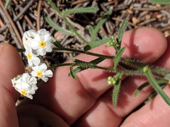 Oreocarya flavoculata