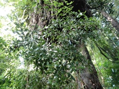 Pittosporum cornifolium