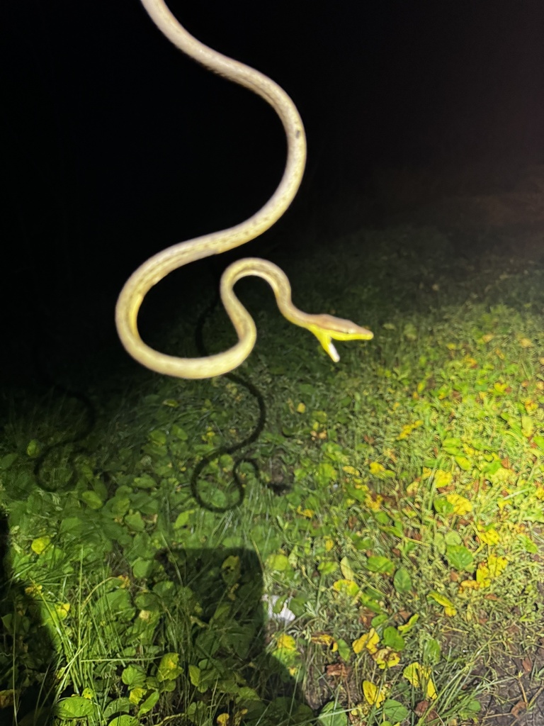 Rutherford's Vine Snake in May 2024 by Jeremy P. · iNaturalist