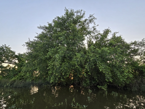 planertree (Planera aquatica)
