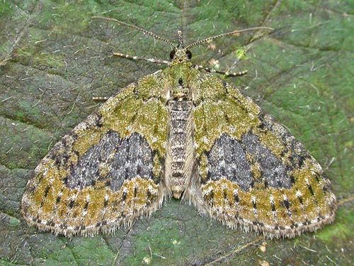 Yellow-barred Brindle