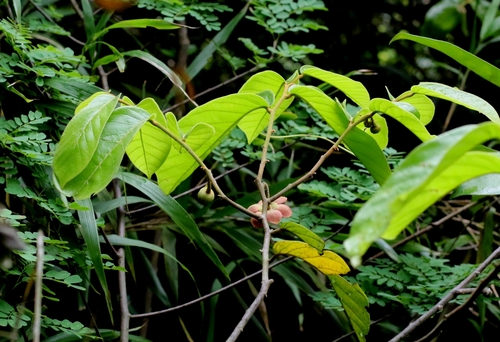 Image of Uvaria littoralis by no rights reserved