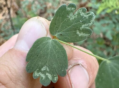 iNaturalist observation photo of Fendler's Meadow-rue