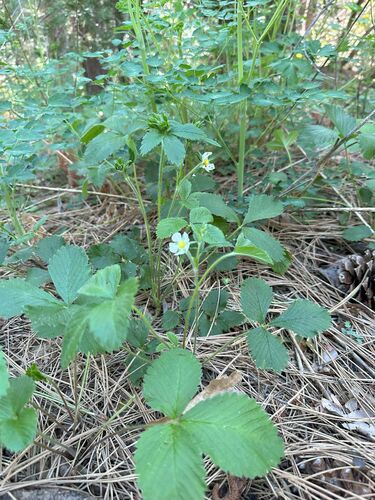 iNaturalist observation photo of woodland strawberry