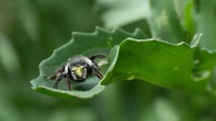 Andrena cerasifolii