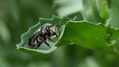 Andrena cerasifolii