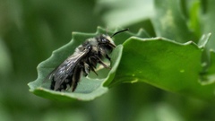 Andrena cerasifolii