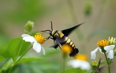Sataspes tagalica tagalica