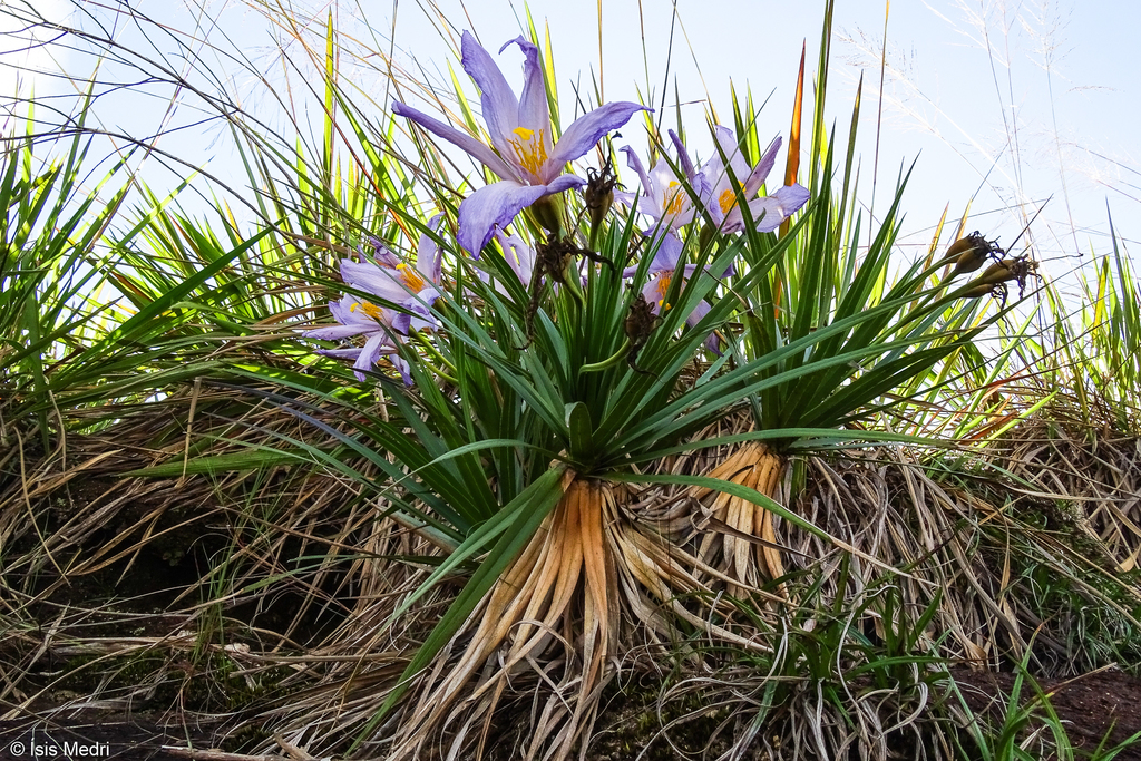 Vellozia obtecta