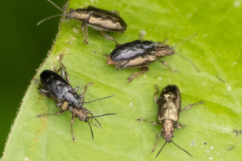 Donacia caerulea