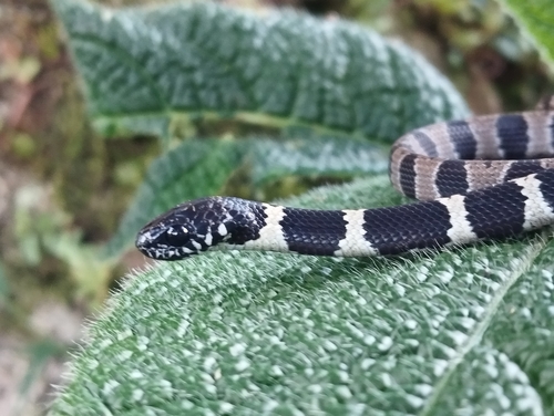 Dipsas palmeri
