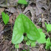 Asarum arifolium arifolium - Photo (c) Arleigh Birchler,  זכויות יוצרים חלקיות (CC BY-NC), הועלה על ידי Arleigh Birchler