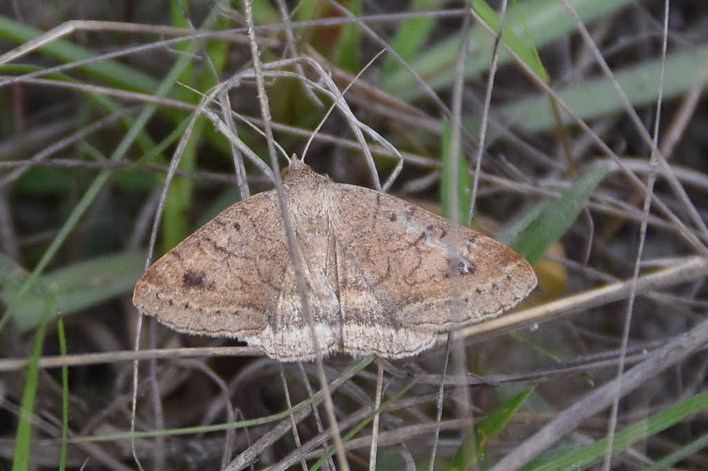Vetch Looper Moth