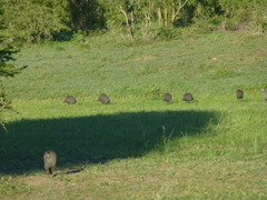 Numida meleagris mitratus