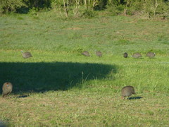 Numida meleagris mitratus