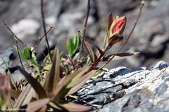 Castilleja miniata dixonii