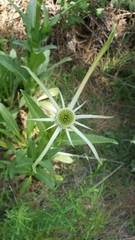 Dipsacus sativus