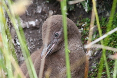 Megadyptes antipodes