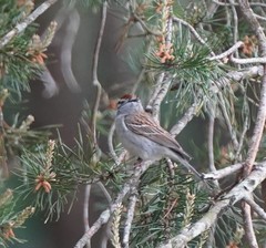 Spizella passerina passerina
