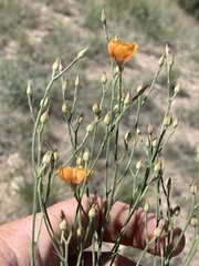 Linum puberulum