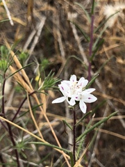 Osmadenia tenella