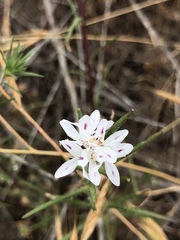 Osmadenia tenella
