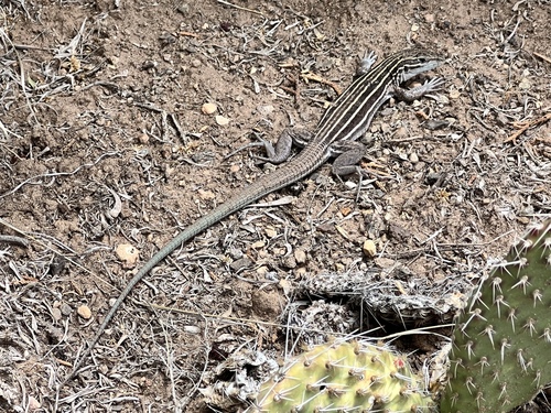 Plateau Striped Whiptail, Rio Grande del Norte National Monument, Cerro, NM, US, photo 8 of 10