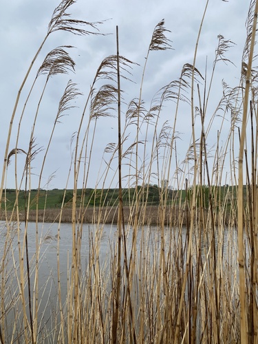 common reed