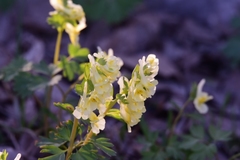Corydalis bracteata
