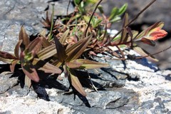 Castilleja miniata dixonii