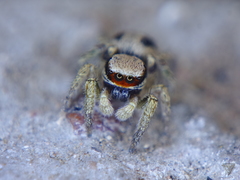 Habronattus pyrrithrix