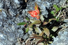 Castilleja miniata dixonii
