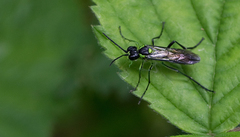Tenthredo mesomela