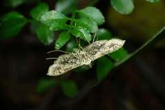 Nausinoe geometralis
