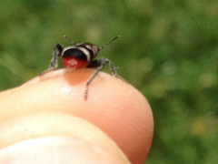 Thanasimus formicarius