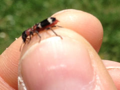 Thanasimus formicarius