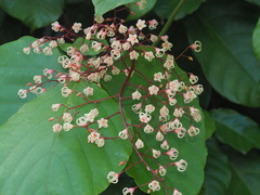 Sterculia monosperma