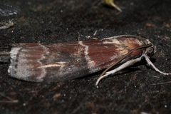 Moodna ostrinella
