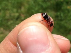 Thanasimus formicarius
