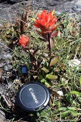 Castilleja miniata dixonii