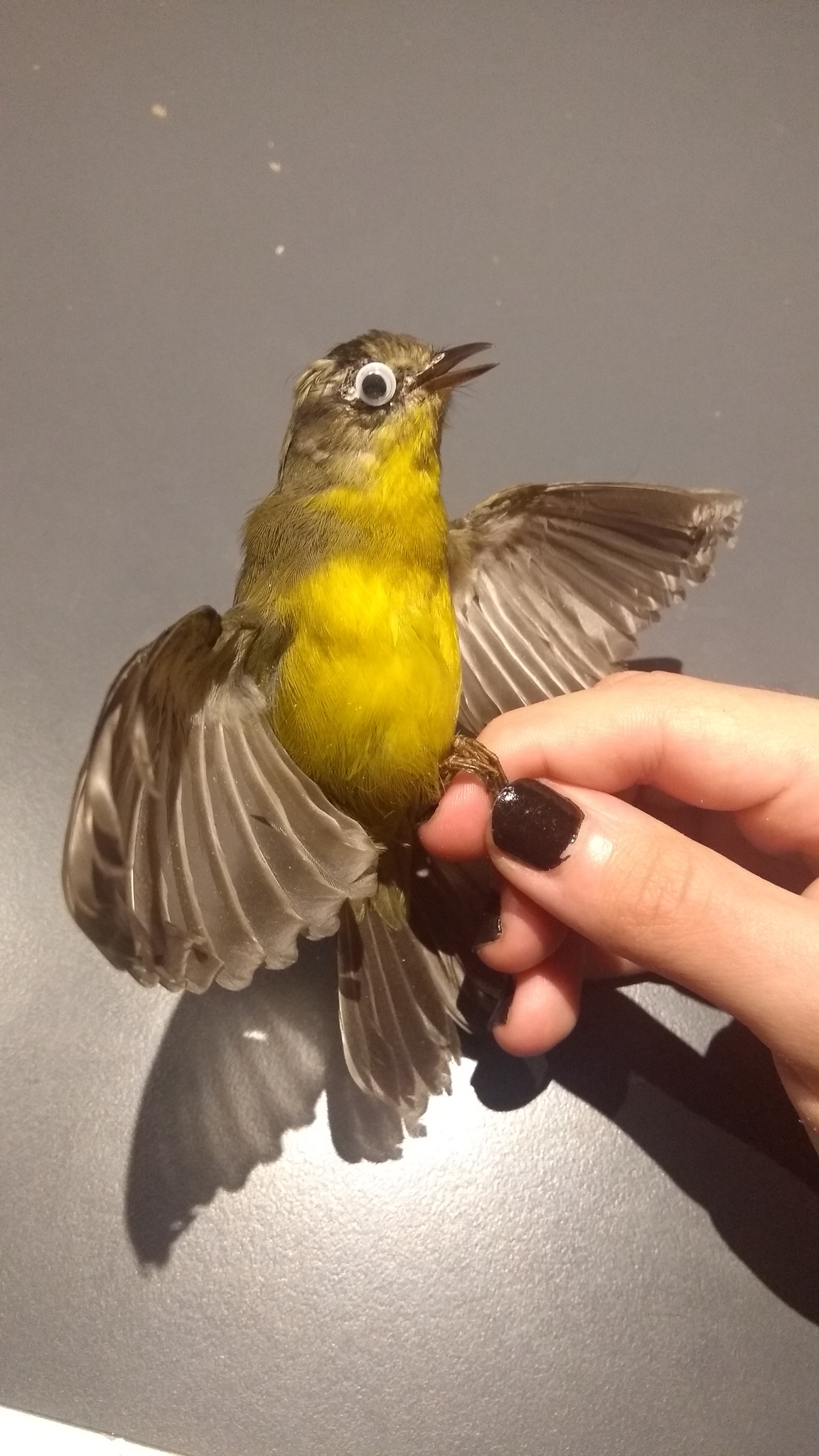 Golden-crowned Warbler (Basileuterus culicivorus)