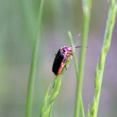 Atalantycha bilineata