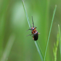 Atalantycha bilineata