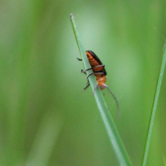 Atalantycha bilineata