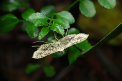 Nausinoe geometralis