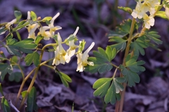 Corydalis bracteata