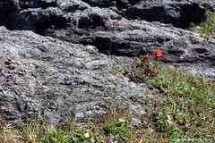 Castilleja miniata dixonii