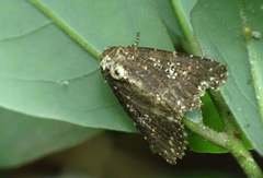Condica albigutta